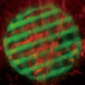 小鼠脑血管和头骨植入物双重成像(Nano Lett, 2022,2,783-791)