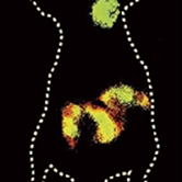 小鼠脏器荧光寿命成像(Angew.Chem. Int. Ed., 2021, 60,23545-23551)